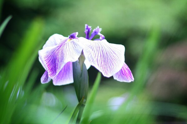 Flor de iris Serena sobre fondo verde