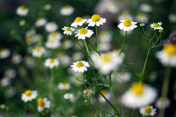 Camomila de campo close-up