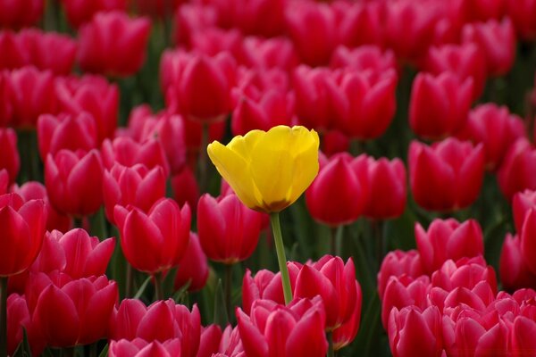 Landscape of a plantation of beautiful tulips