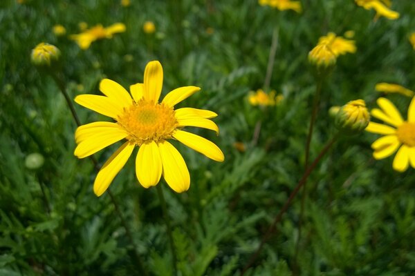 Fleur jaune d été