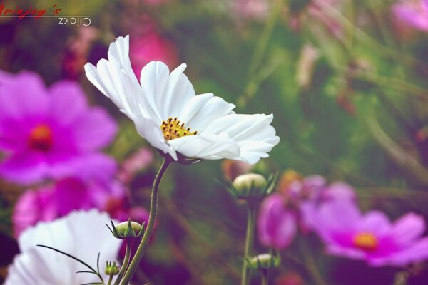 Flores roxas e brancas no campo