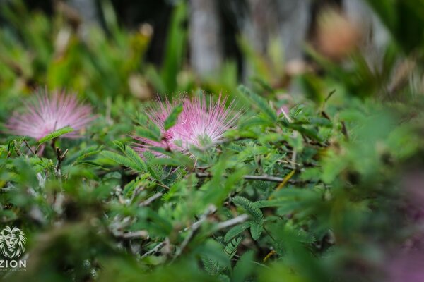 Unique pink flowers among the leaves