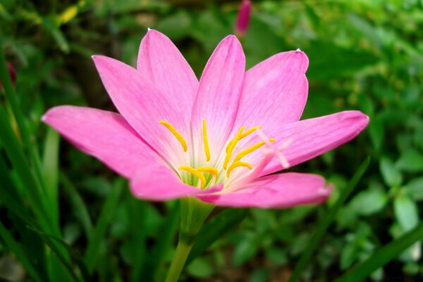 Rosa linda flor no fundo da grama