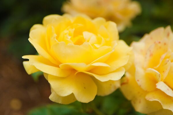 Macro de plantes dans un champ de six