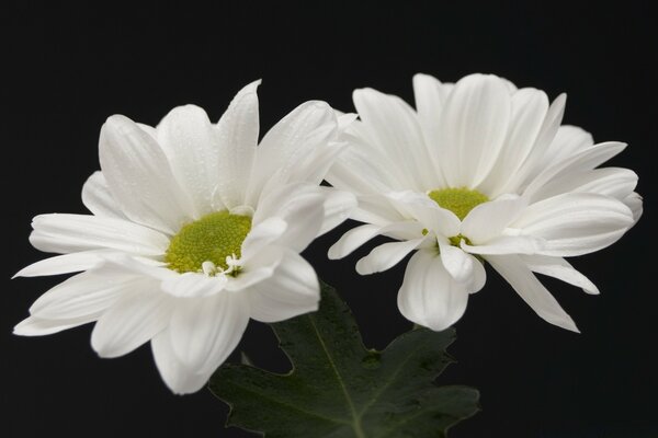 Two lonely white chrysanthemums