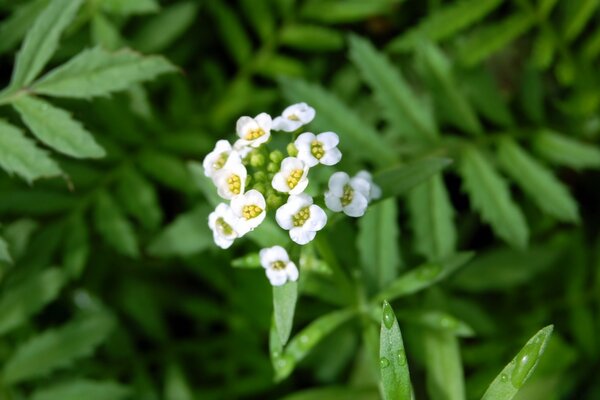 美丽的白花特写