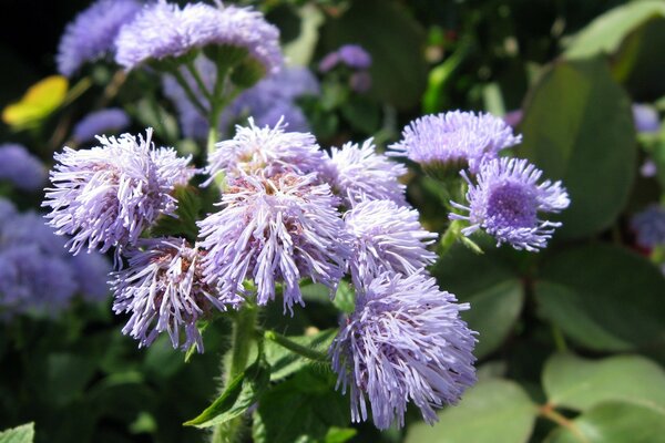 Eine Gartenblume der Familie der Astern