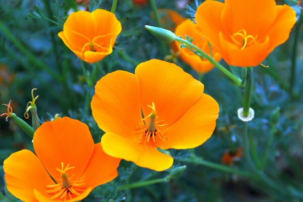 Coquelicot californien closeup