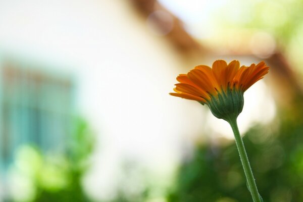 Imagen borrosa de una flor de verano