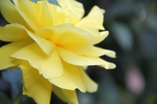 The unique texture of the yellow rose