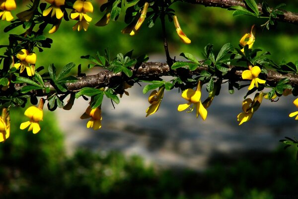 Primer plano de la floración del árbol