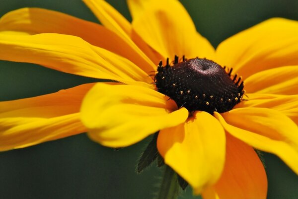 Die Krampfblume ist die Natur des Sommers