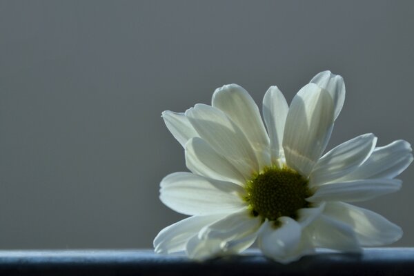 Flor blanca sobre fondo blanco