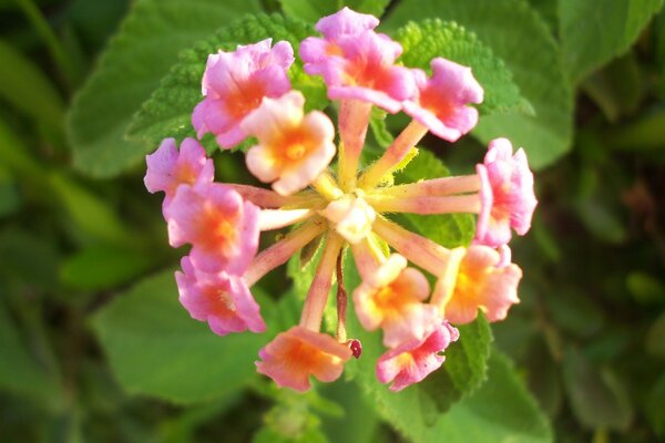 Ultra small pink flower