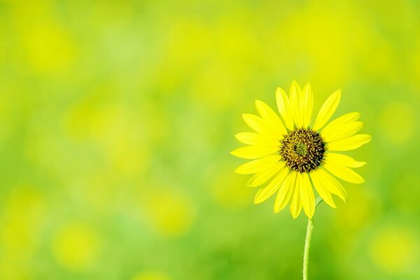 Fleur jaune à droite sur fond flou