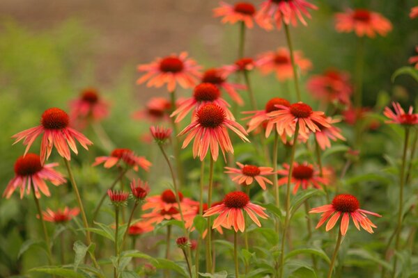 Orangefarbene Blumen im Garten bei Sonnenuntergang