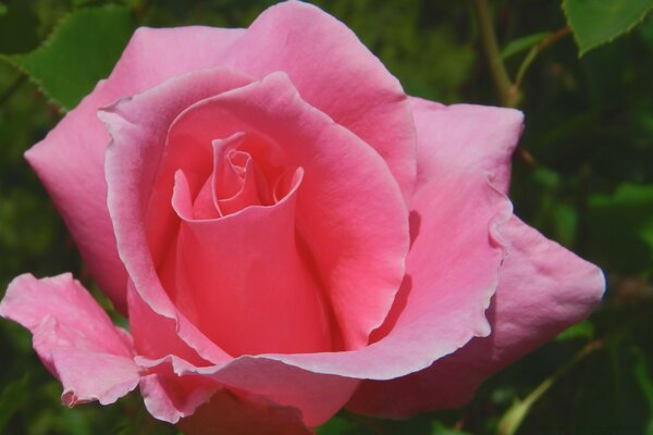 Hermosos pétalos de rosa revelados