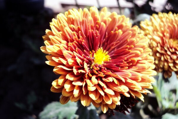 Beautiful garden flower of red-yellow color