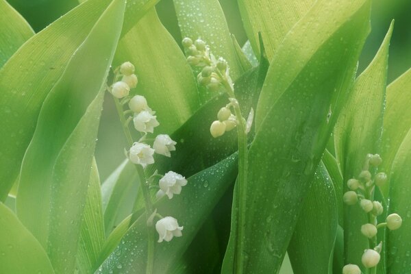 Blumen und Blätter von Maiglöckchen mit Tau