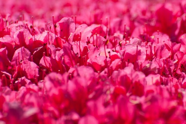 Composizione luminosa di fiori rossi