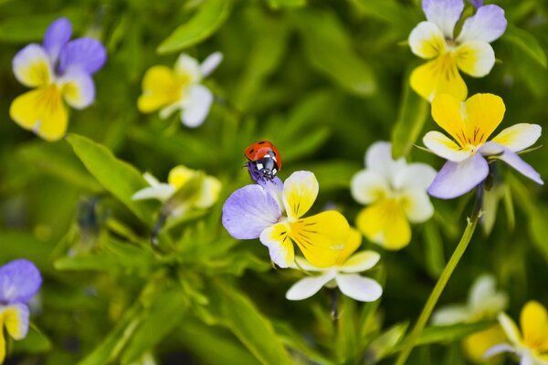 Marienkäfer auf Wildblumen