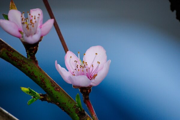 Apple blossom on a blurry background