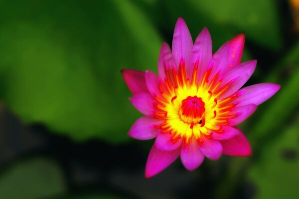 Rose vif avec fleur jaune sur vert