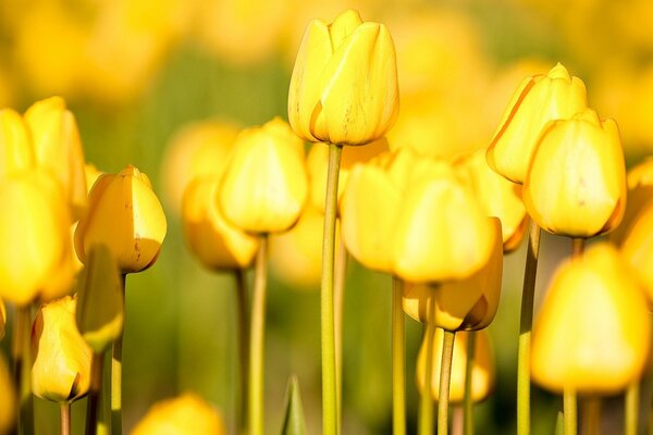 Yellow tulips in a flower bed under the rays of the sun