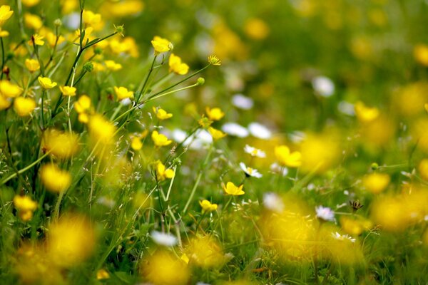 Foin d été dans l enfance