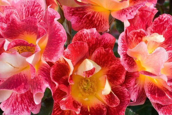 Macro photography of plants in the field of nine