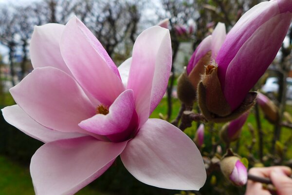 Magnolia flower in the botanical garden