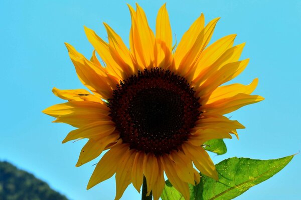 Yellow sunflower grows in summer