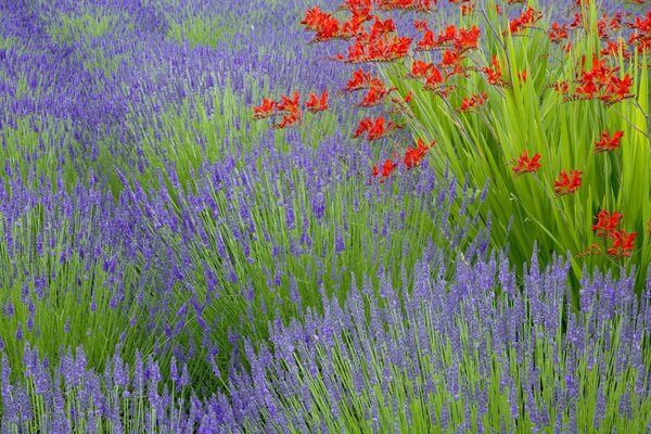 Lavanda floreciente delicadamente púrpura y flores rojas