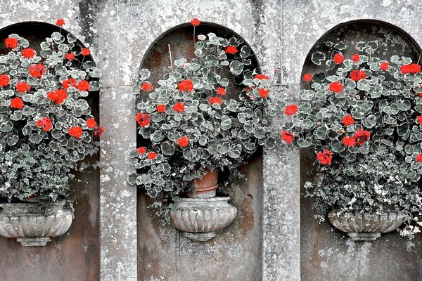 Vintage flowerpots with blooming flowers