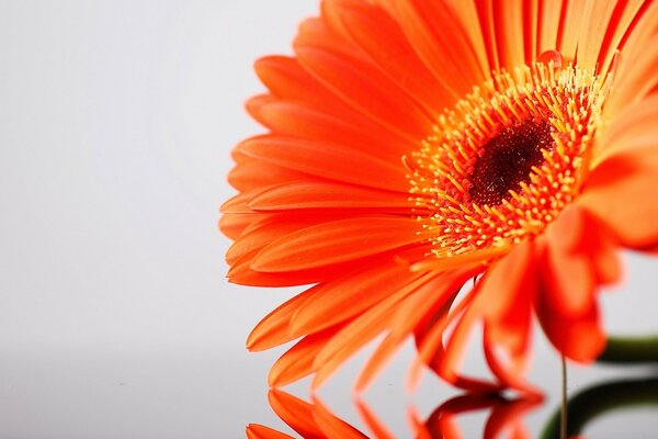 Red flower on a white background