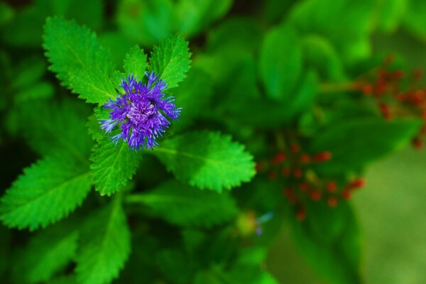 Summer nature beautiful flowers