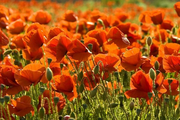 Beaucoup de coquelicots rouges brillants