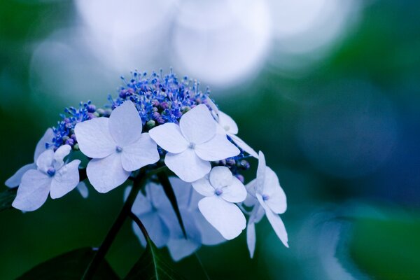 Macro photography of plants in the field of seven