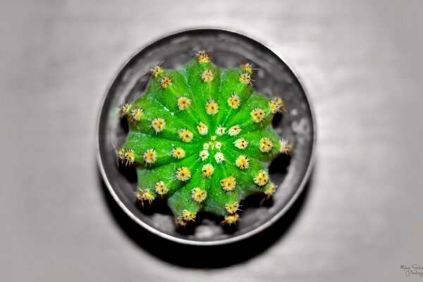 A small green cactus in a pot