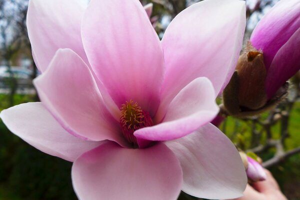 Rosa schöne Magnolienblume