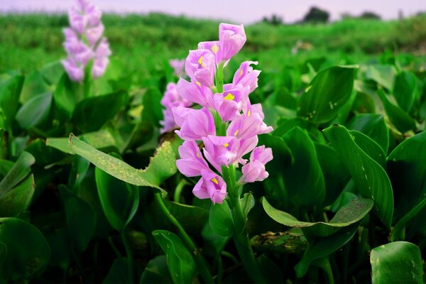 Flores Rosadas en medio de un campo infinito