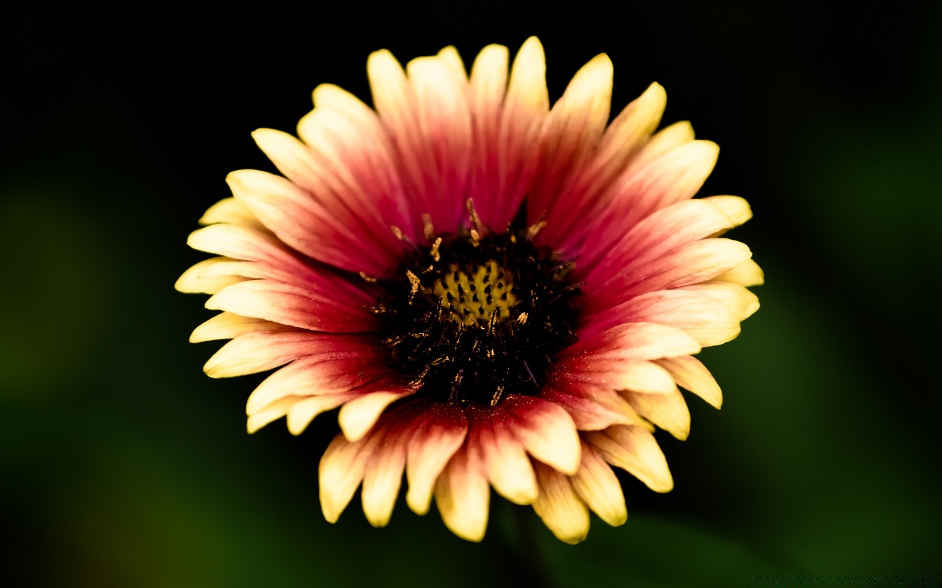 flowers flower nature summer color bright flora garden leaf blur beautiful