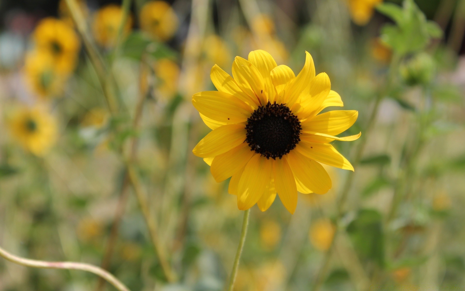 kwiaty natura lato kwiat flora liść pole jasny na zewnątrz ogród wzrost zbliżenie kolor bluming sezon wiejski sianokosy dobra pogoda kwiatowy piękny