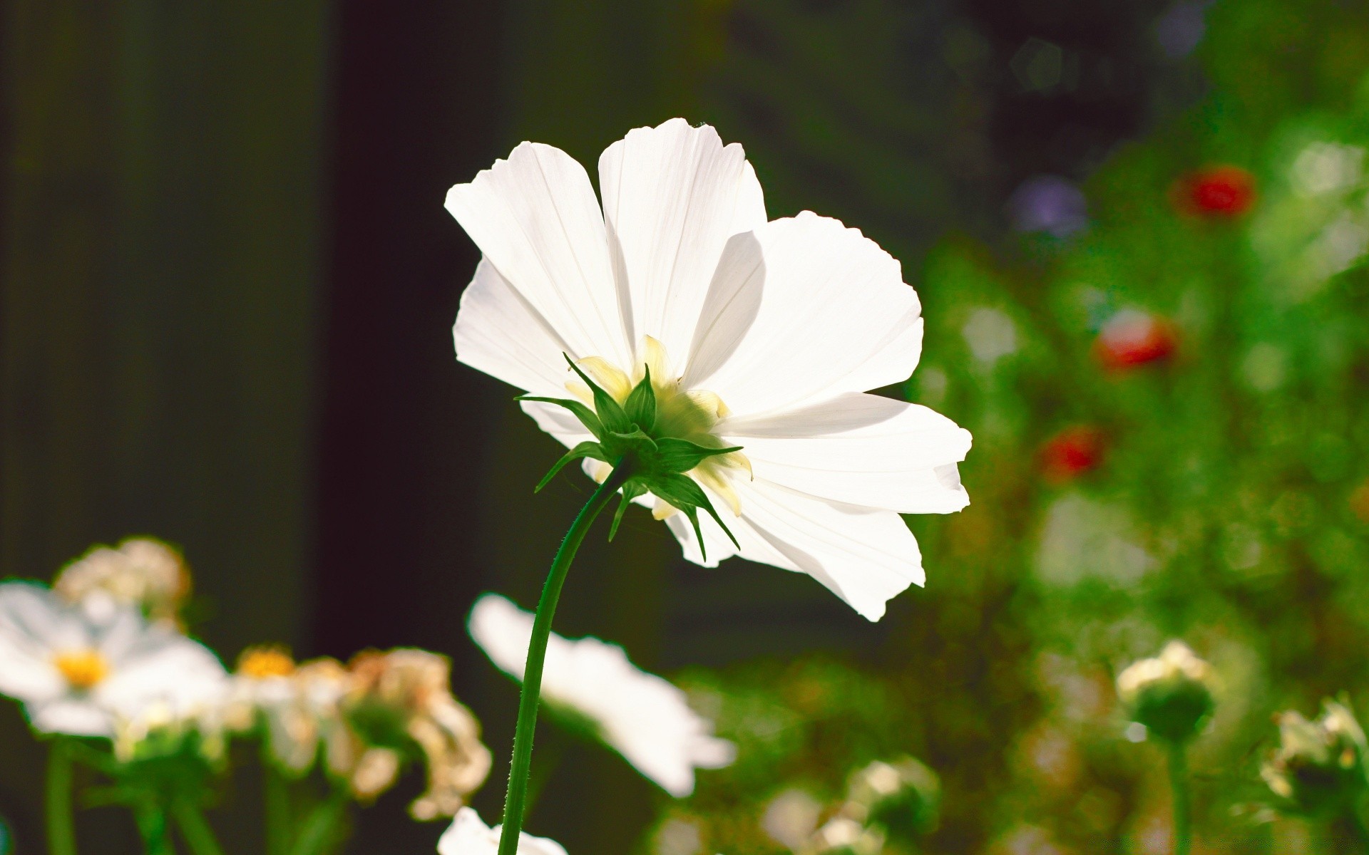 fleurs fleur nature flore été feuille jardin pétale herbe à l extérieur beau temps bluming croissance floral lumineux champ