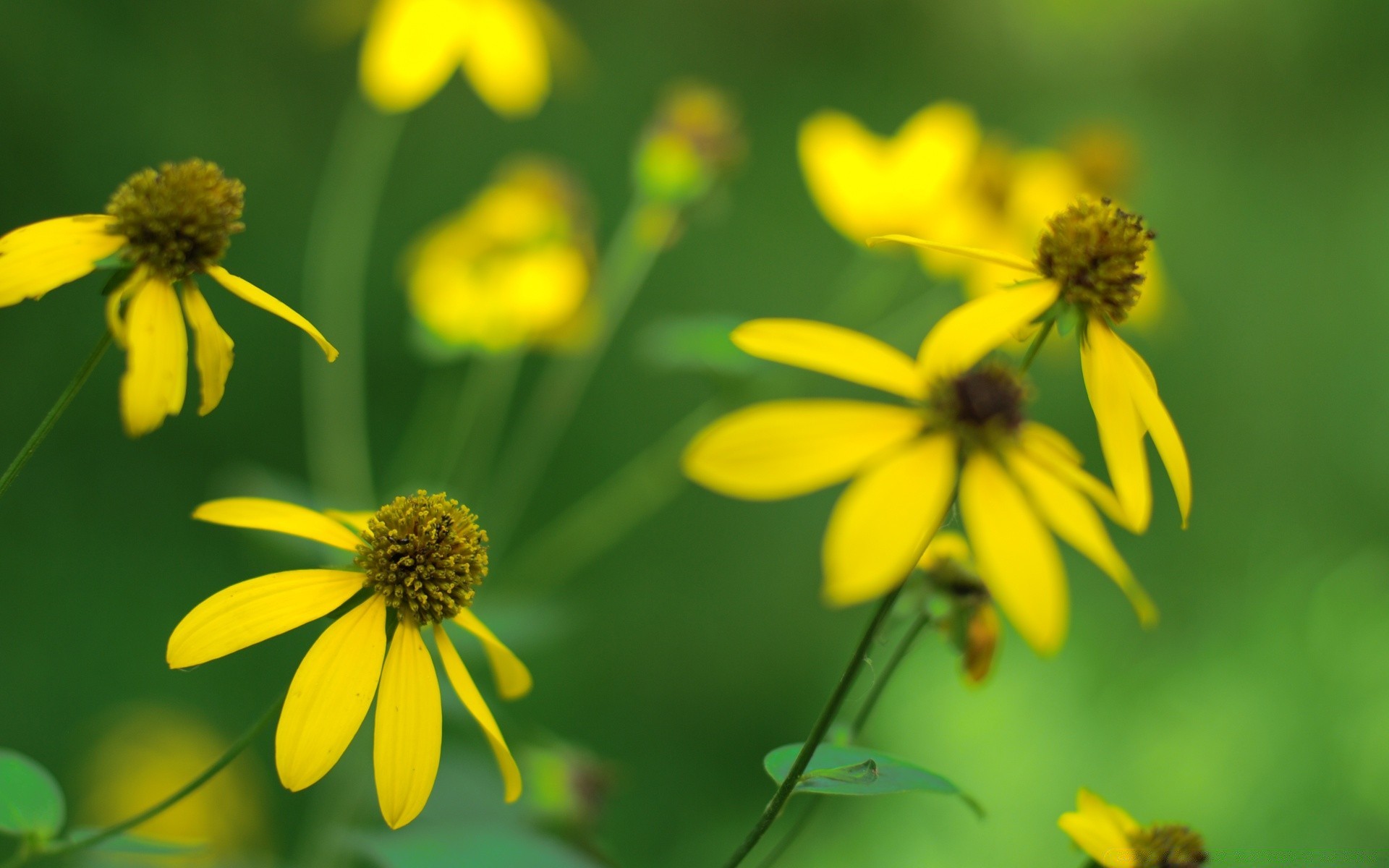 kwiaty natura kwiat lato flora liść na zewnątrz ogród wzrost dobra pogoda jasny owad pyłek sianokosy bluming płatek pole trawa rozmycie wildflower