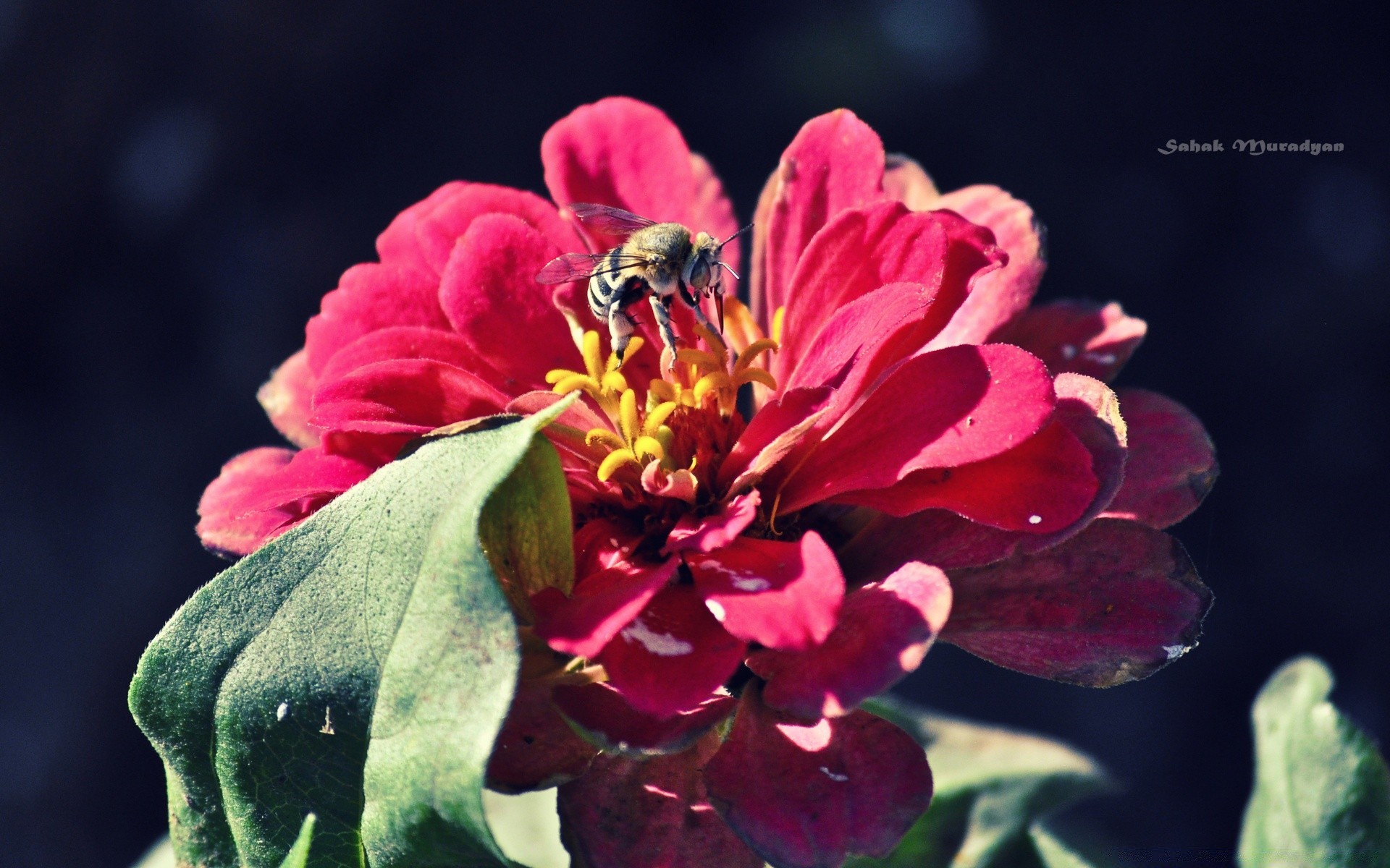 flowers nature flower flora garden leaf summer petal pollen floral blooming color bright beautiful outdoors growth close-up