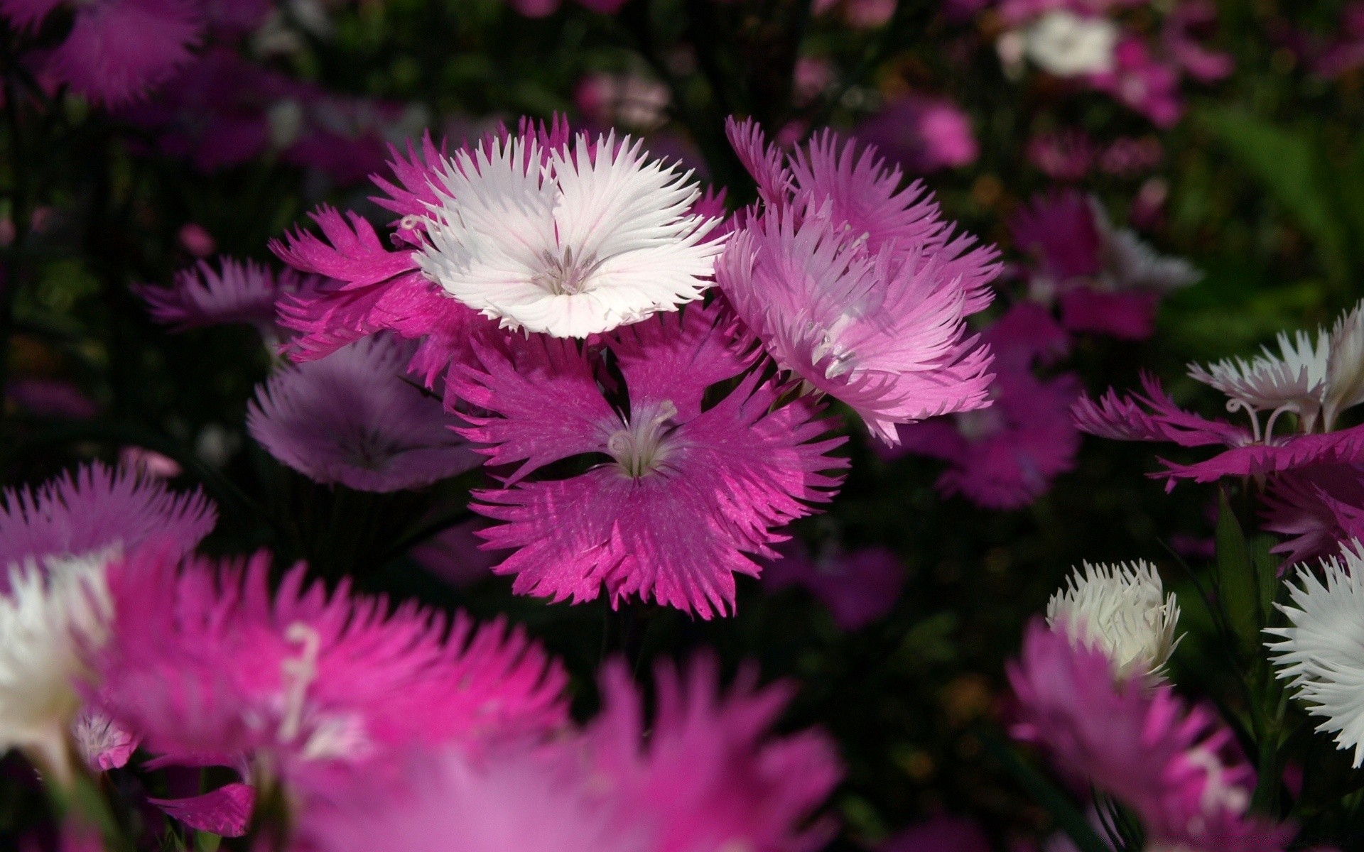 flores flor naturaleza flora jardín floral hoja verano floración pétalo color brillante crecimiento al aire libre primer plano parque hermoso