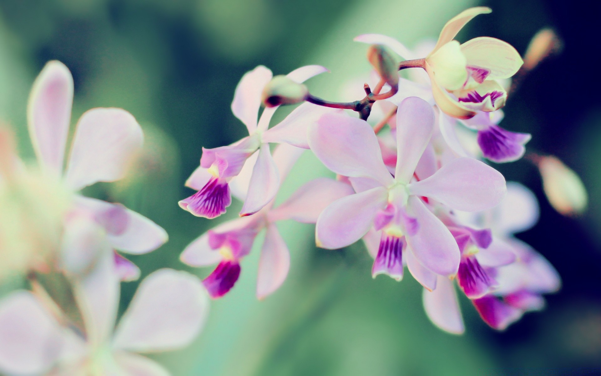 çiçekler çiçek doğa flora tropikal yaprak petal çiçek çiçek açan yaz bahçe orkide güzel parlak zarif narin şube renk egzotik büyüme