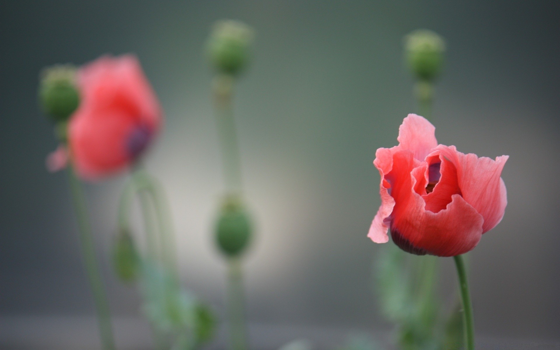 blumen blume natur sommer poppy blatt flora rose garten hell liebe wachstum im freien farbe unschärfe schale