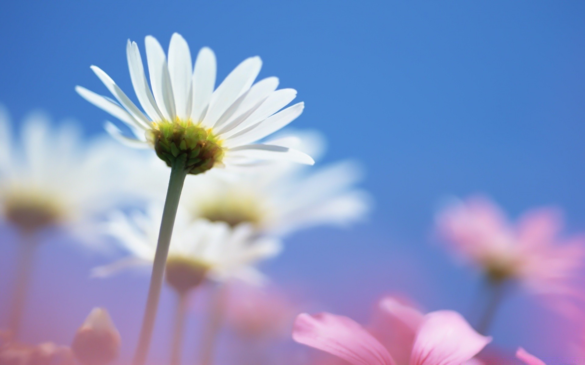 blumen natur blume sommer flora kamille wachstum garten hell gutes wetter sonne unschärfe feld farbe schließen dof blatt blütenblatt saison